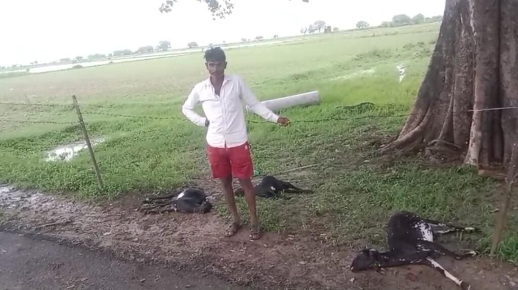 आकाशीय बिजली गिरने से बकरियों की हुई मृत्यु 